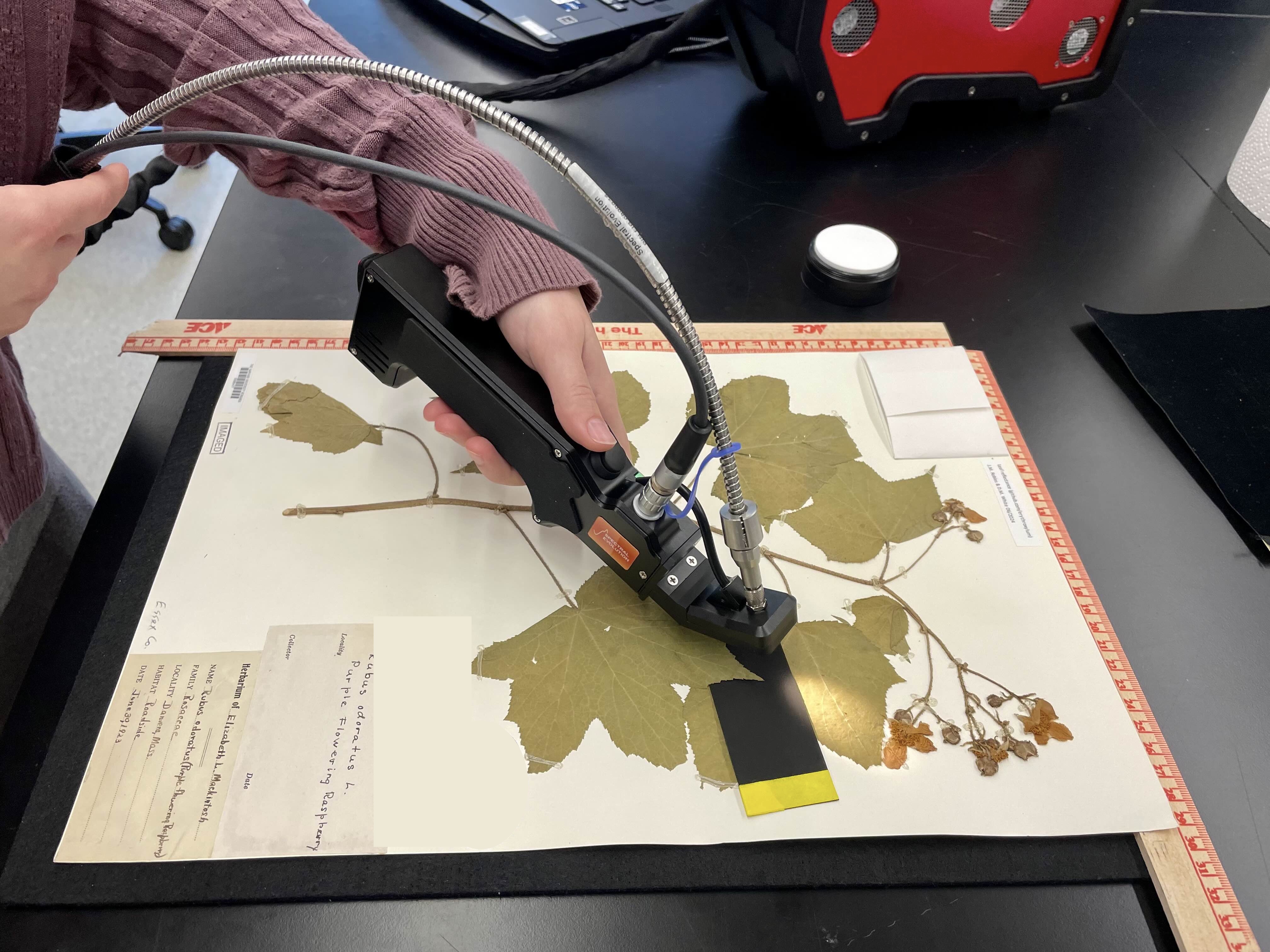 Herbarium leaf spectroscopy measurement setup