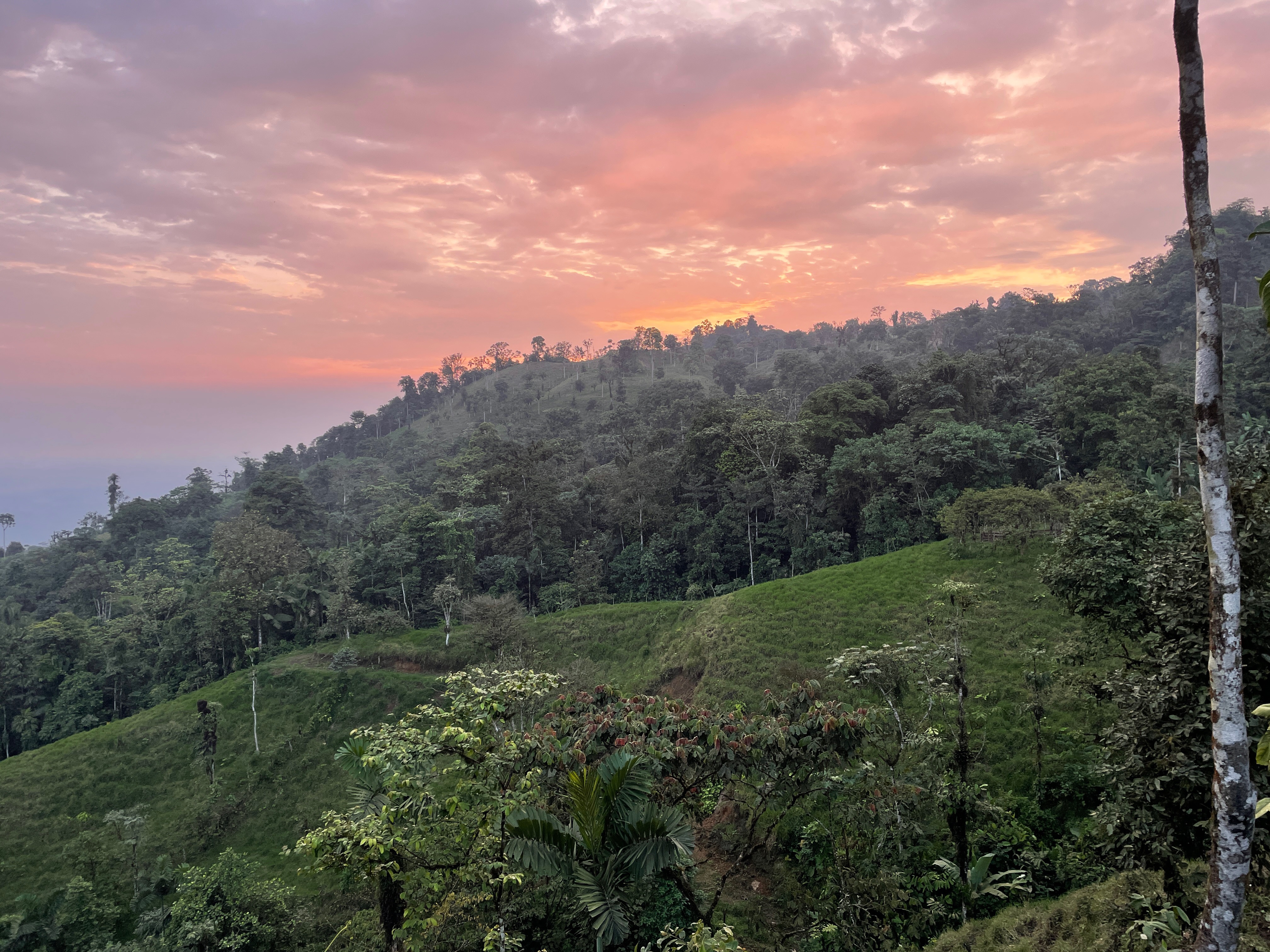 A tropical forest