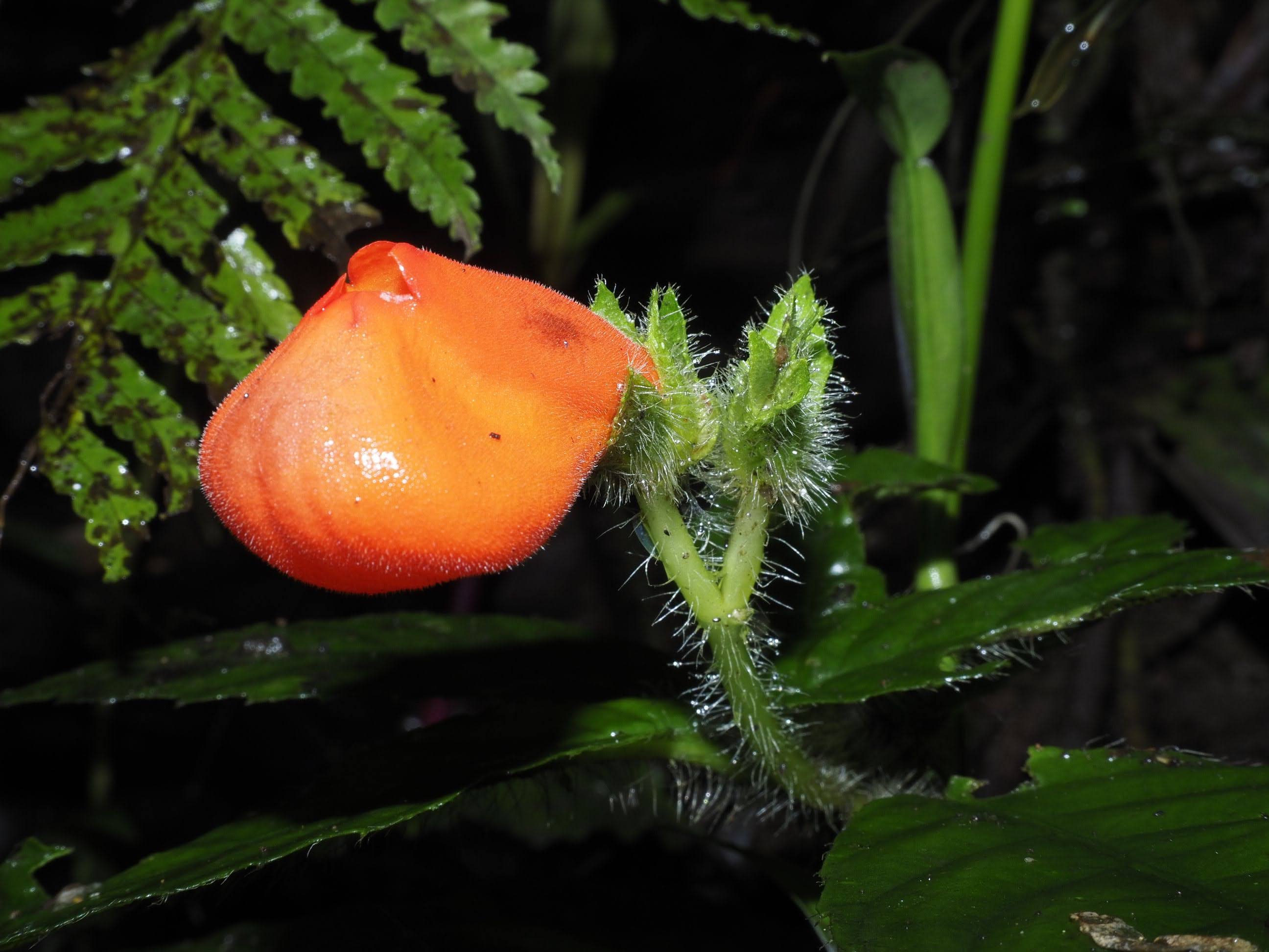 Gasteranthus extinctus flower from Centinela, western Ecuador