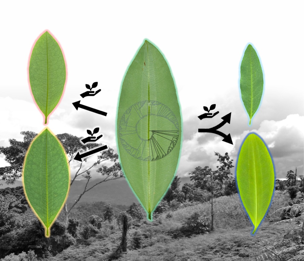 Diagram showing the origins and diversification of coca crops